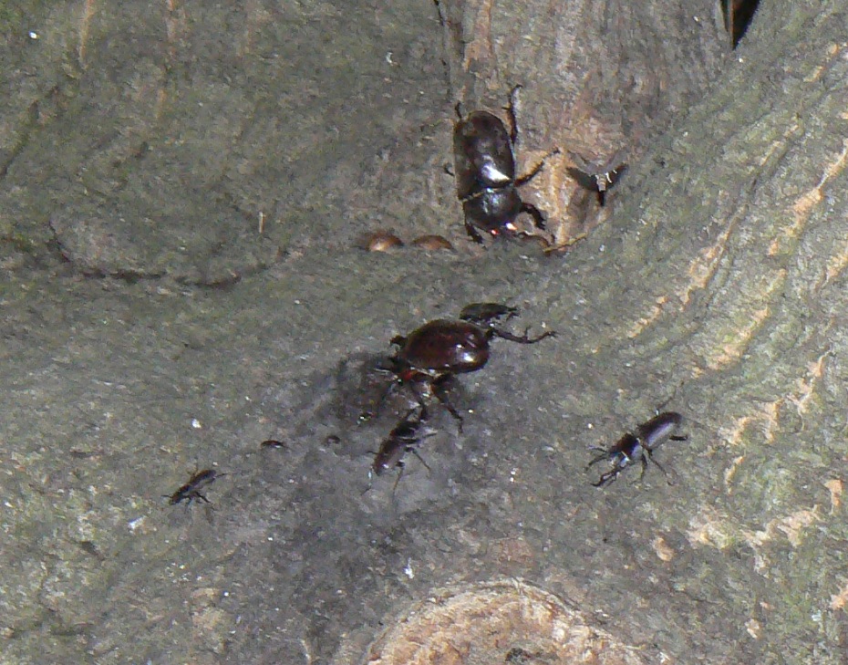 大木クヌギ_ここでは今年初のカブトムシ♂♀_2021年6月14日20時15分頃 気温22度